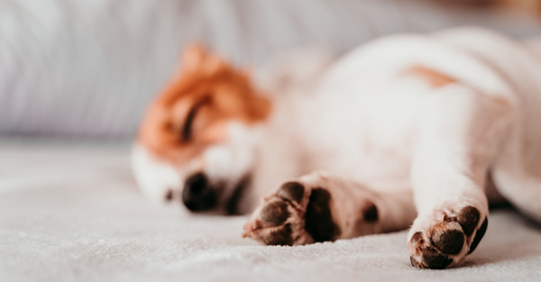 Calm boxer using maxxicalm natural calming aid for dogs