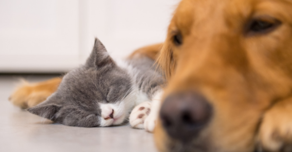 Calm boxer using maxxicalm natural calming aid for dogs