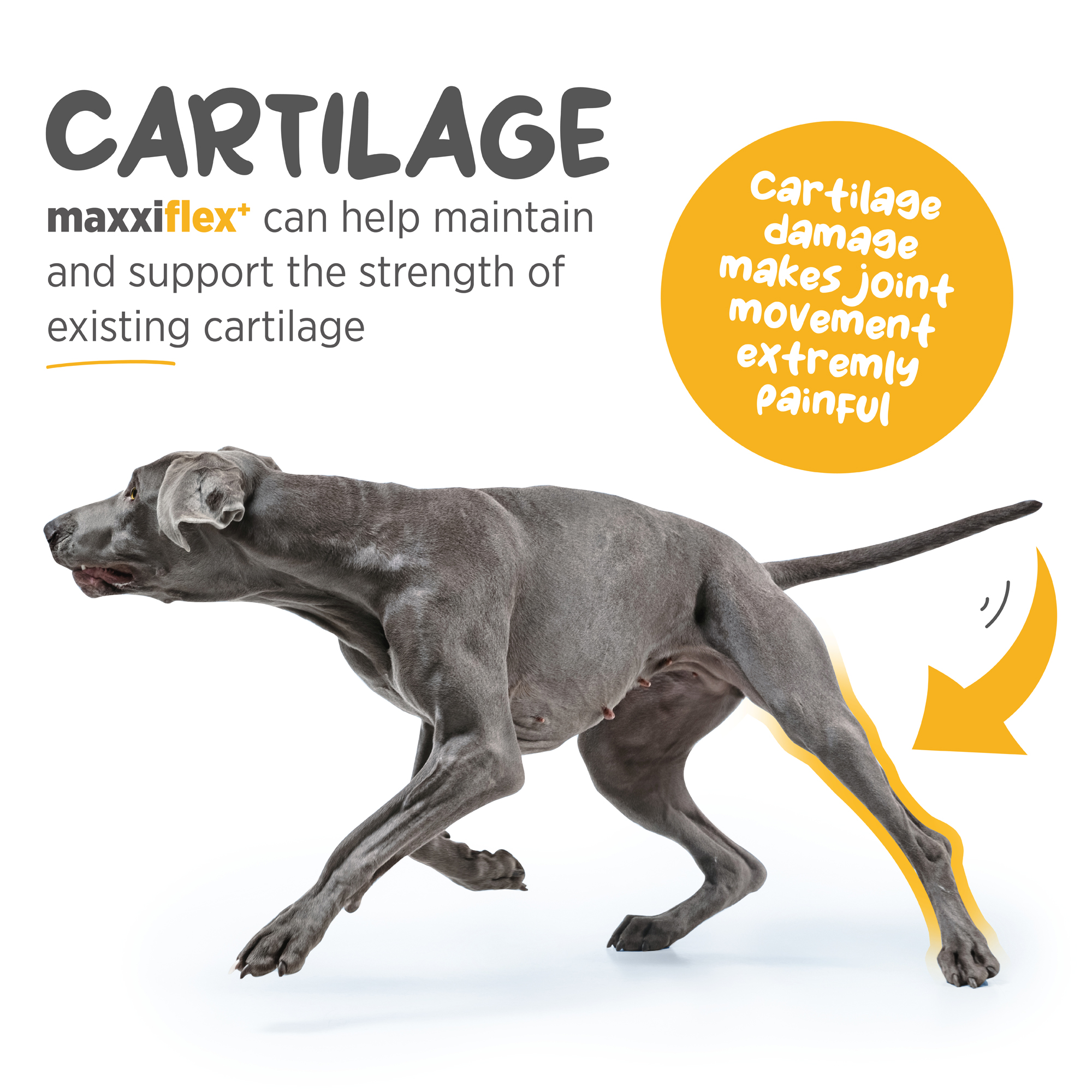 maxxflex joint supplement supports dogs bone structure